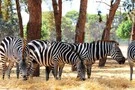 Autotour L'Afrique du Sud en toute liberté