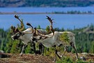 Caribou