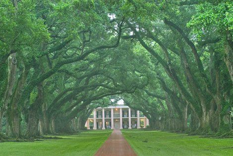 Plantation