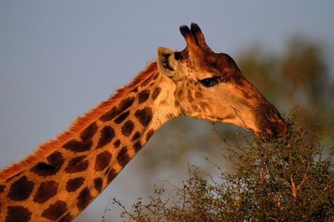 La girafe