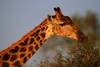 Afrique Du Sud - Johannesbourg, Circuit Magie Africaine 3*