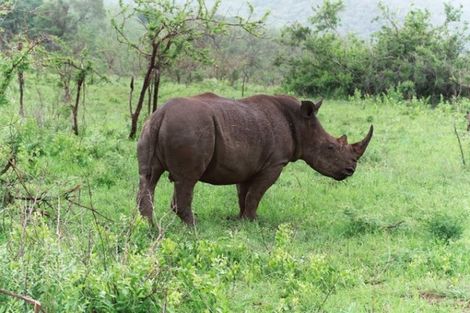 Rhinocéros