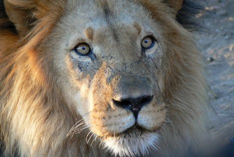 Lion