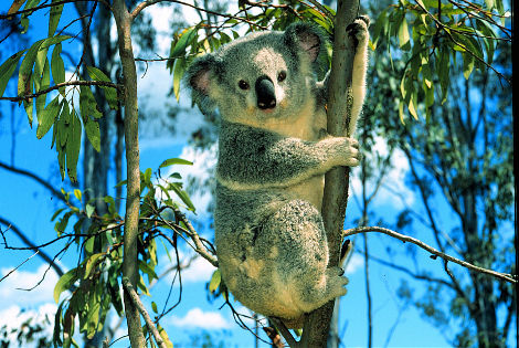 Koala