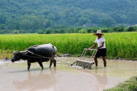 rizière