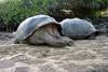 CIRCUIT EQUATEUR ET EXTENSION CROISIERE GALAPAGOS