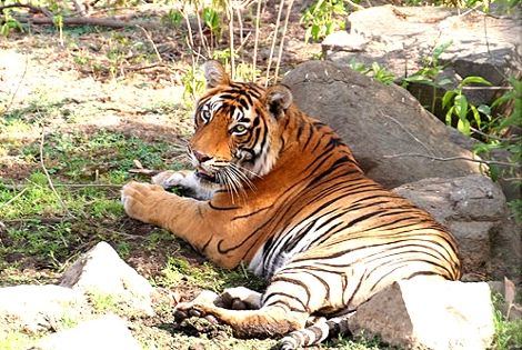 Parc animalier