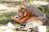 Delhi - Rajasthan Essentiel et Parc Animalier