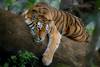 Inde - Delhi, Circuit Des Tigres de Kanha aux Eléphants de Jaipur 