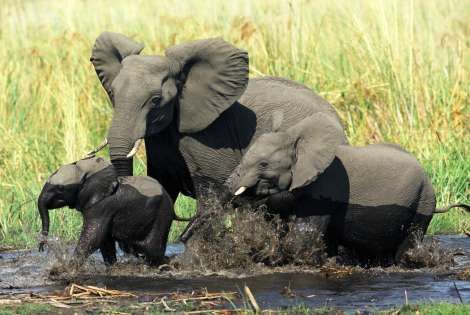 Eléphants
