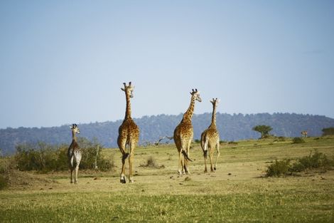 girafe