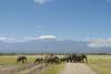 Kenya - Nairobi, Circuit Safari Jambo