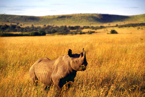 Rhinoceros