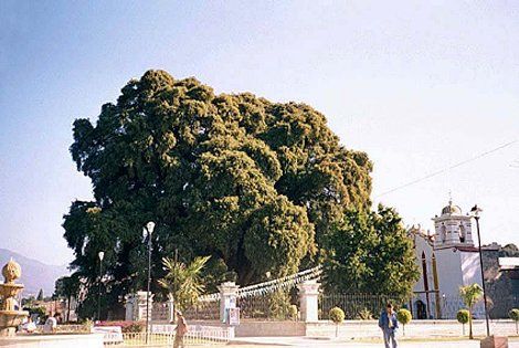 Arbre de tulle