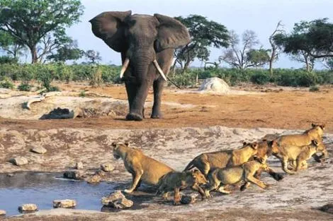 Elephant et lionnes de la réserve Niokolo Koba