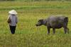 LES INCONTOURNABLES DU VIETNAM