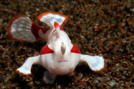 Plongée Diwangkara