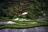 Bali - Denpasar, Combiné circuit et hôtel Circuit 4* et 5* + Bali Hyatt Sanur 5*