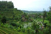 Bali - Denpasar, Combiné circuit et hôtel Circuit 3* Charme et Oasis Benoa 3*