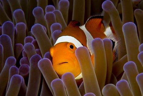Poisson clown