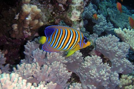 Poisson