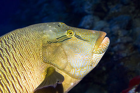 poisson