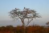 Kenya - Nairobi, Combiné circuit et hôtel Safari Kifaru + Plage au Travellers Beach 4*