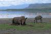 Kenya - Nairobi, Combiné circuit et hôtel Safari Nyati + Séjour au Travellers Beach 4*
