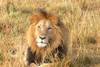 Kenya - Nairobi, Combiné circuit et hôtel Safari Simba et séjour au Travellers Beach 4*