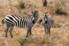 Kenya - Nairobi, Combiné circuit et hôtel Safari Simba