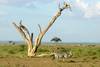 Kenya - Nairobi, Combiné circuit et hôtel Safari Kifaru + Plage au Diani Sea 3* sup