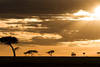 Tanzanie - Kilimanjaro, Combiné circuit et hôtel Circuit Combiné Safari de charme en Tanzanie 3*/4* + extension balnéaire à Zanzibar à l'hôtel Melia Zanzibar 5* en AI