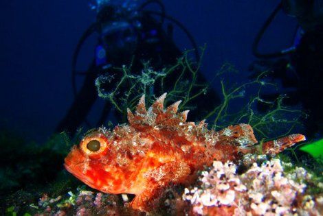 Plongée poisson
