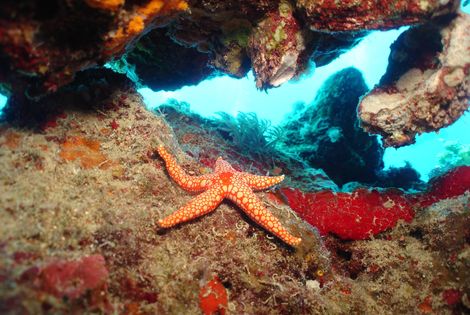 Etoile de mer