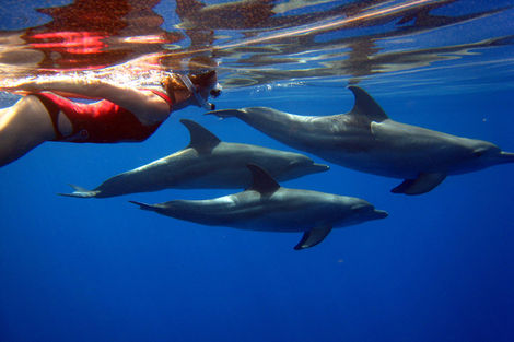 Nage avec les dauphins - Découverte Dauphins