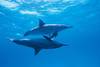 Egypte - Hurghada, Croisière Dans le Sillage des Dauphins 5*