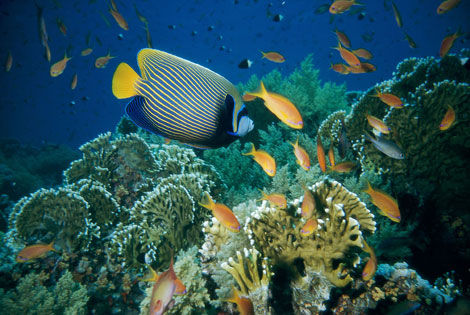 Fonds marins
