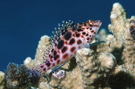Poisson