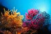 Egypte - Marsa Alam, Hôtel Blue Reef Resort 4*