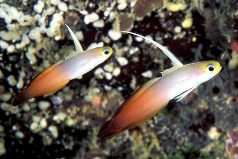 poissons