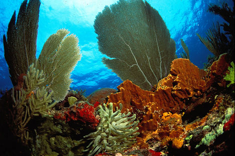 Fonds sous-marins