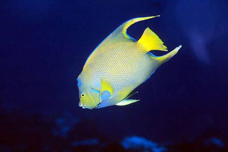 Guadeloupe