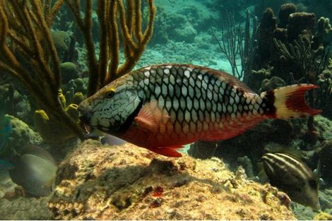 Poisson