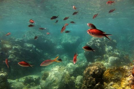 Poissons