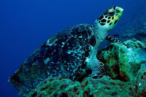 Tortue