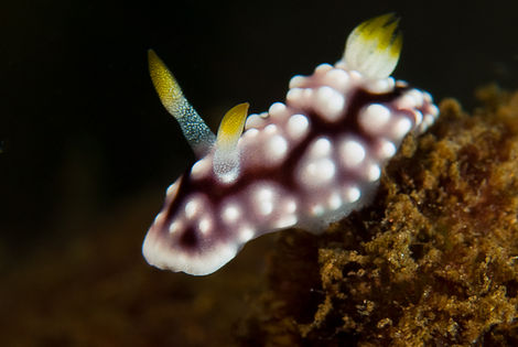 Nudibranche