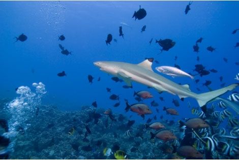 Requin