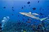 Maldives - Male, Hôtel Fihalhohi Resort 3* sup