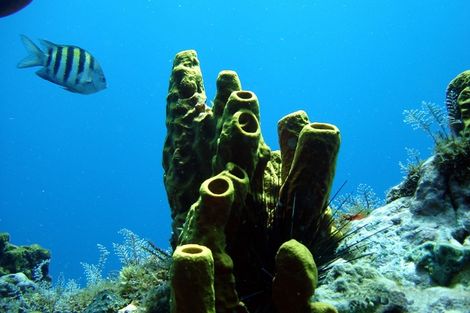 Fonds sous marins