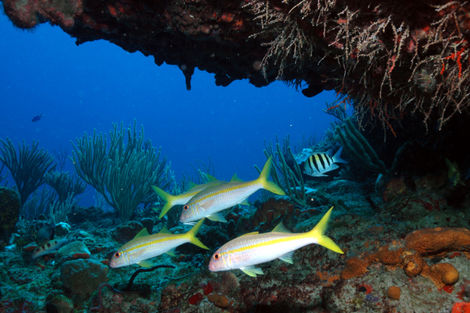 Fonds sous-marins
